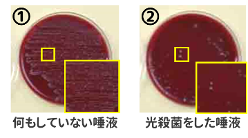 殺菌効果を示す実験